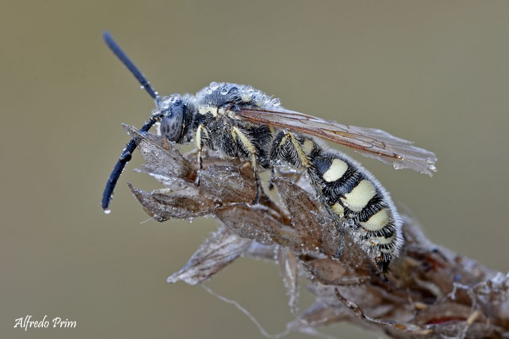 Colpa sexmaculata (Scoliidae), maschio