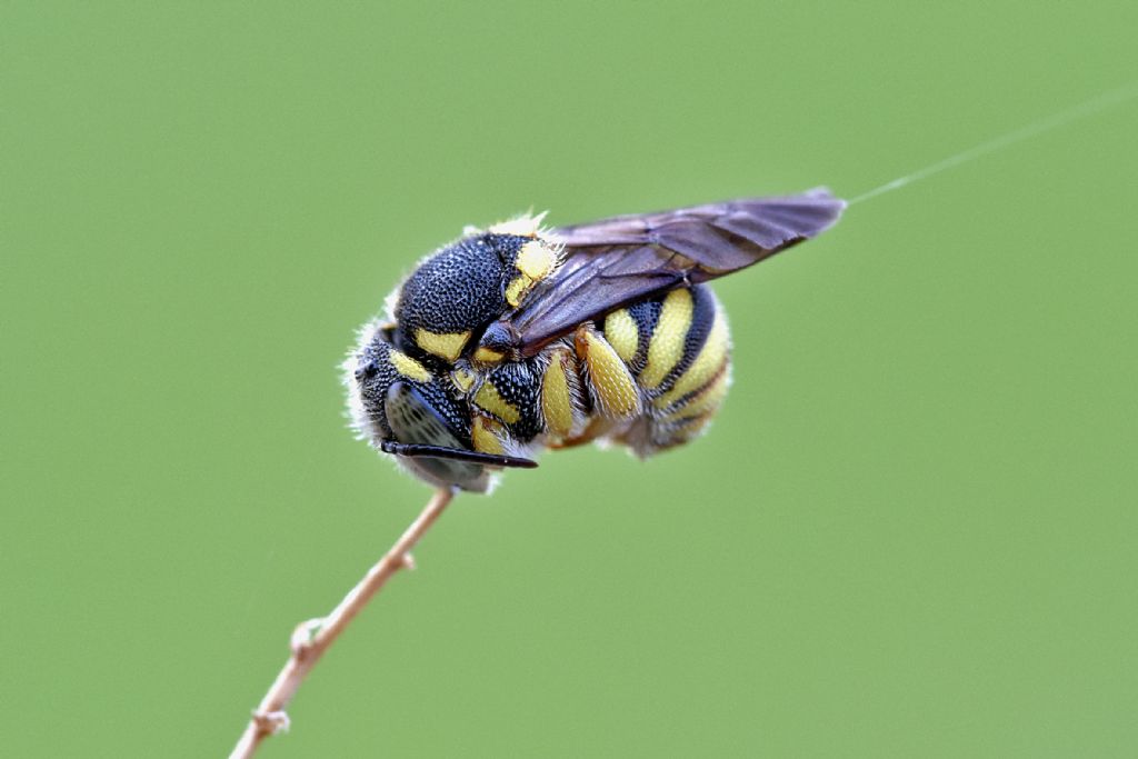 Apidae Megachilinae: Anthidiellum cfr. strigatum