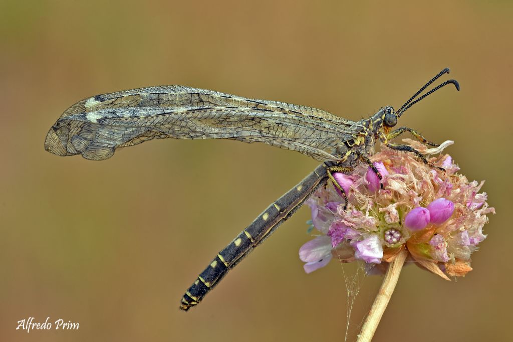 Da determinare (formica leone?) - cf. Neuroleon sp.