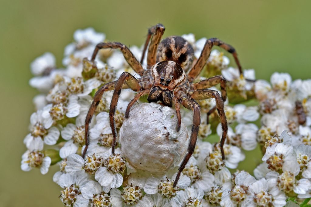 Hogna radiata ??