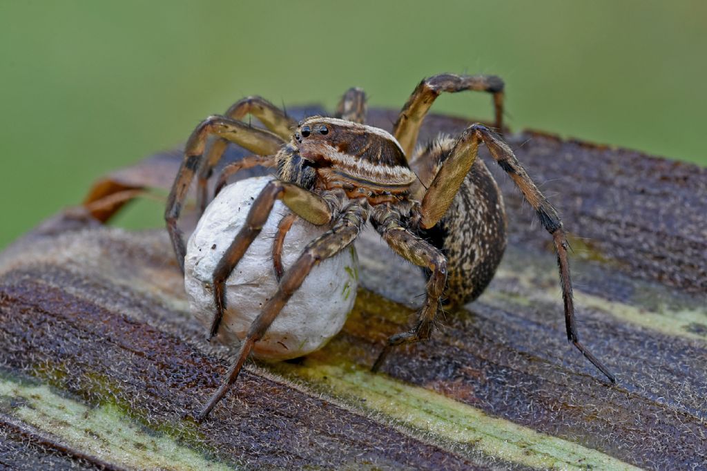 Hogna radiata ??