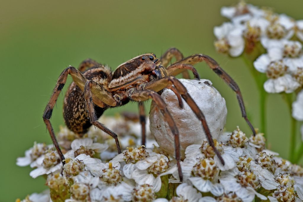 Hogna radiata ??