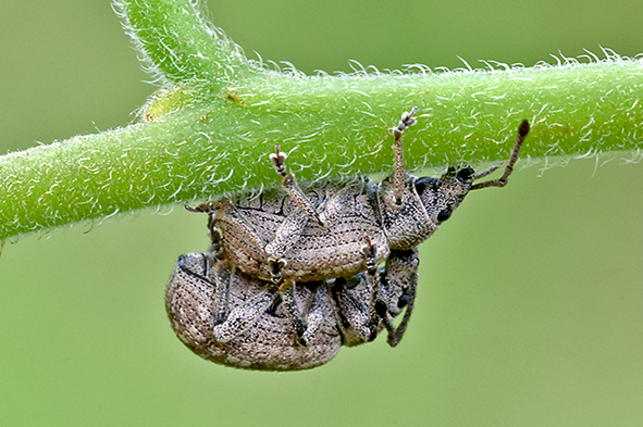 Polydrusus o Phyllobius ??