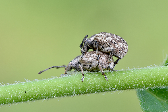 Polydrusus o Phyllobius ??