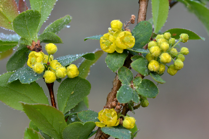 Arbusto - Berberis vulgaris