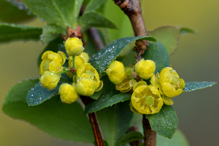Arbusto - Berberis vulgaris