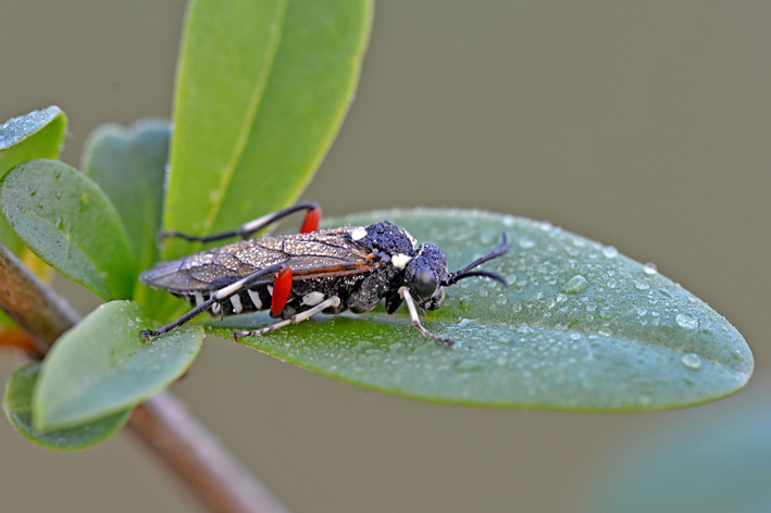 Macrophya punctumalbum