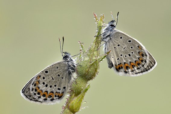 Polyommatus icarus ??