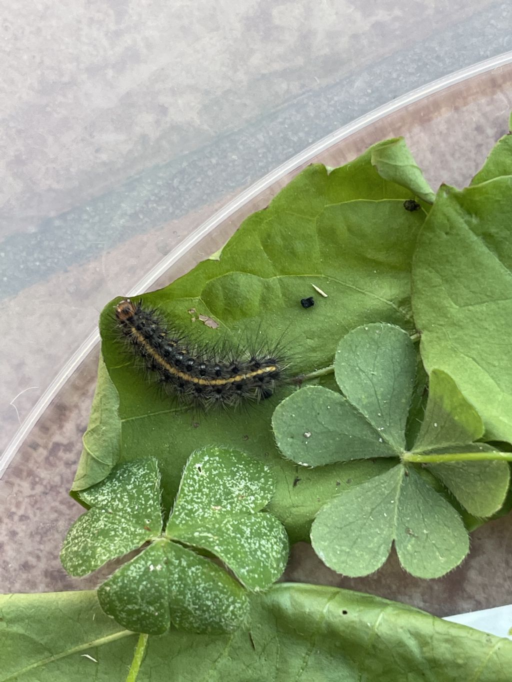 Identificazione larva