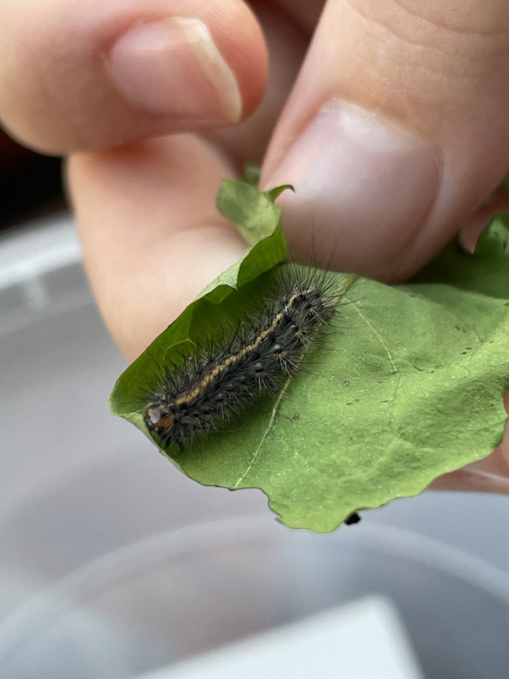 Identificazione larva