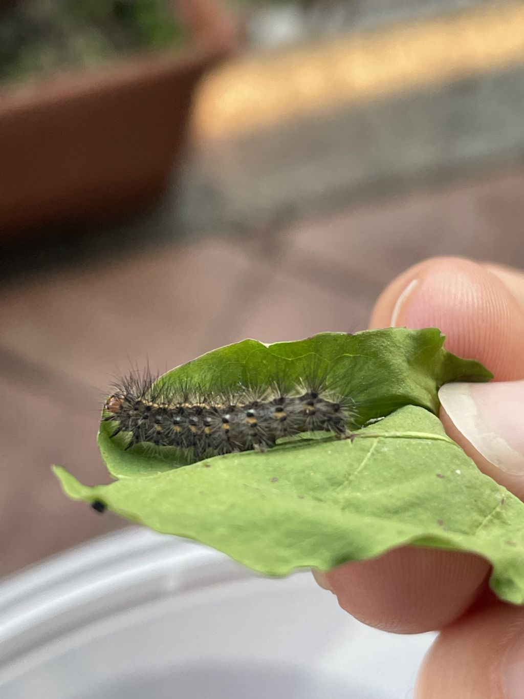 Identificazione larva
