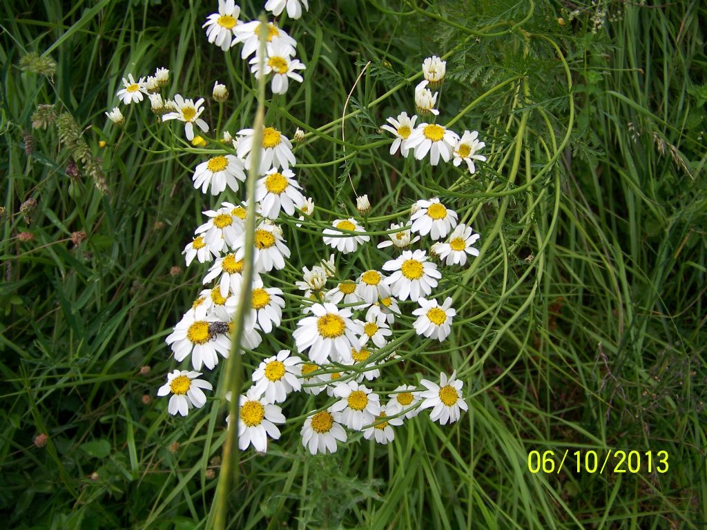 Tanacetum corymbosum
