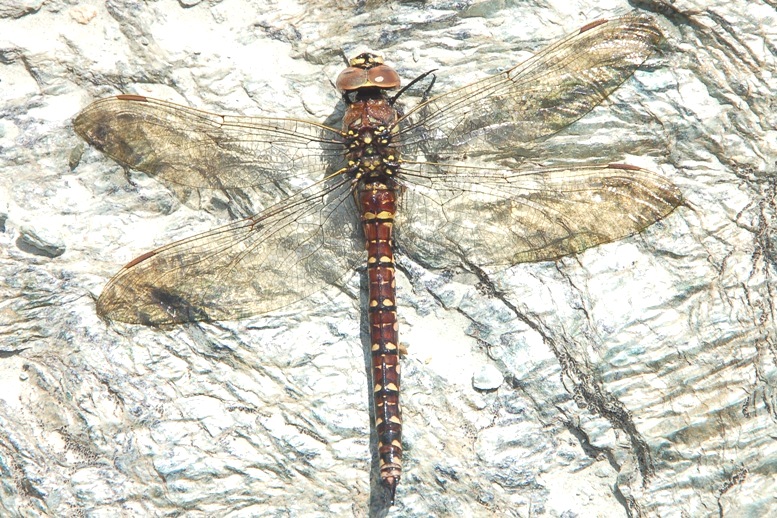 Libellule: Aeshna?