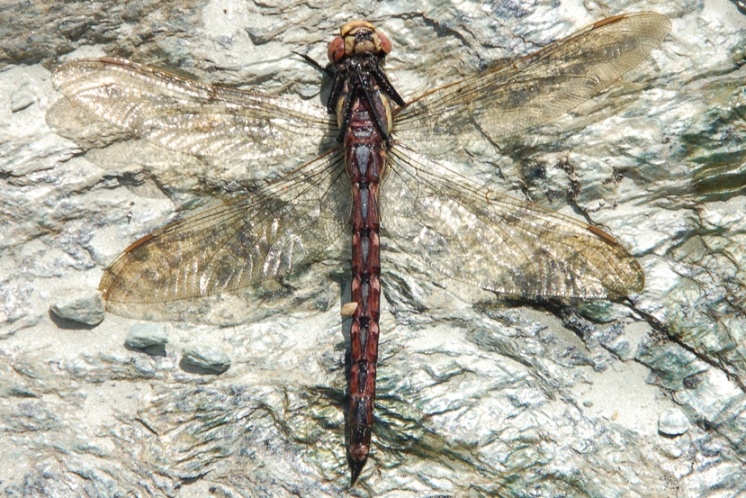 Libellule: Aeshna?