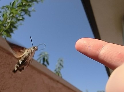 Video guida su come allevare bruchi di Macroglossum stellatarum