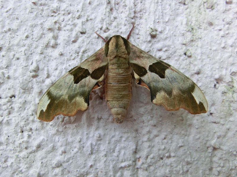 Id sfinge - Mimas tiliae, Sphingidae