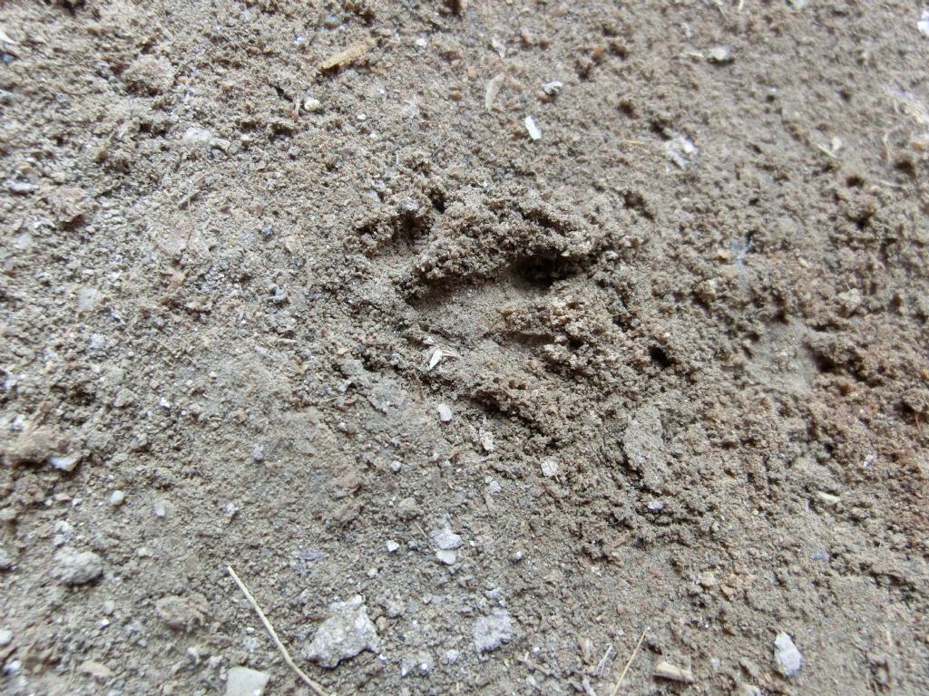 Impronte di ratto?