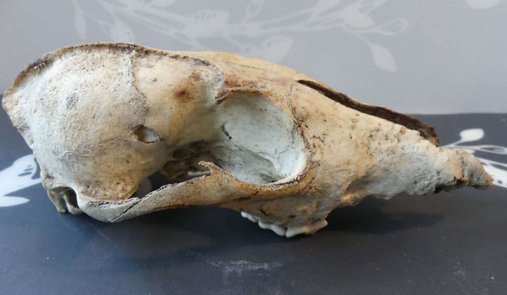 Qualche cranio ritrovato nei boschi del Ticino