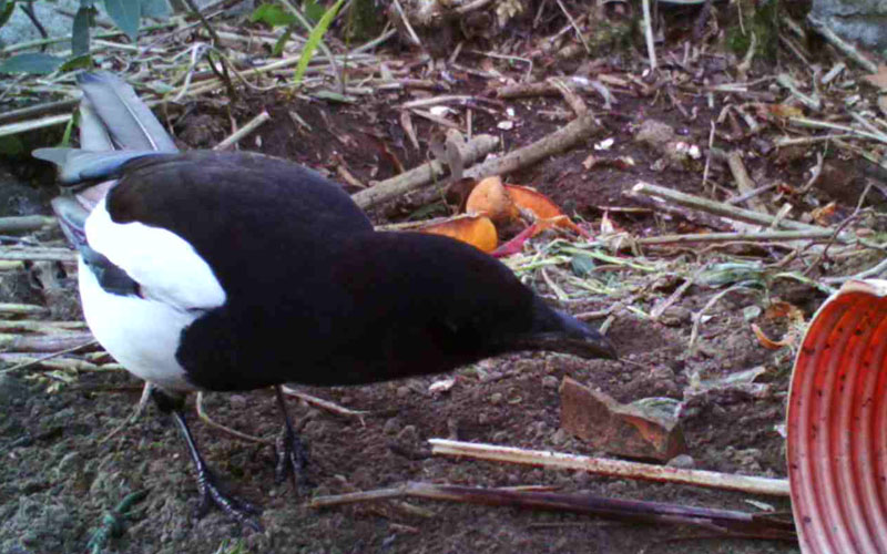 il Birdwatching al tempo del Covid 19