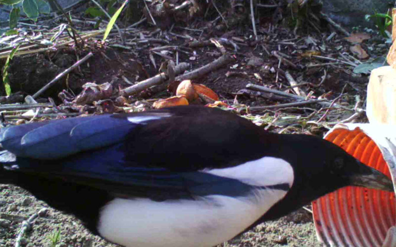 il Birdwatching al tempo del Covid 19