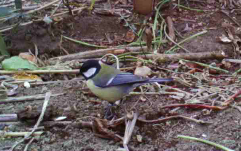 il Birdwatching al tempo del Covid 19