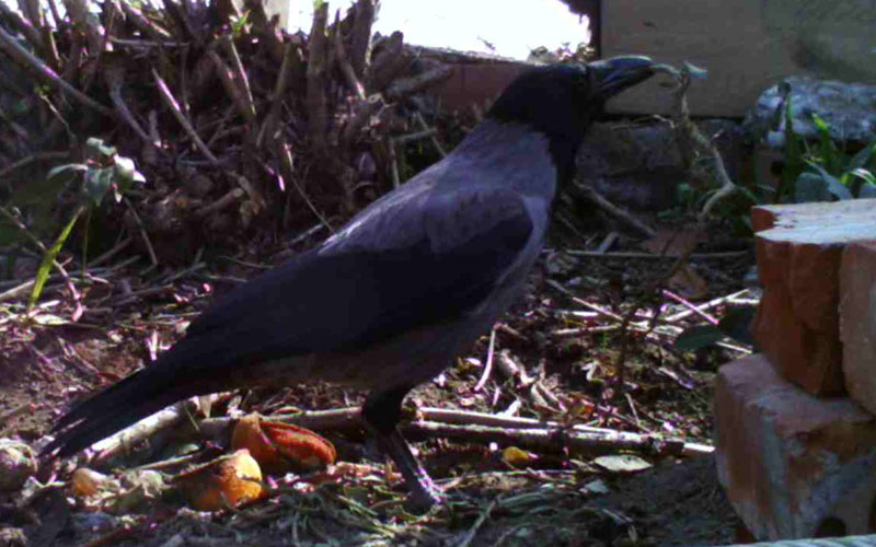 il Birdwatching al tempo del Covid 19