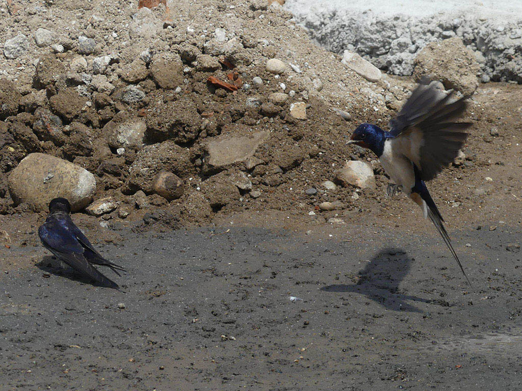 il Birdwatching al tempo del Covid 19