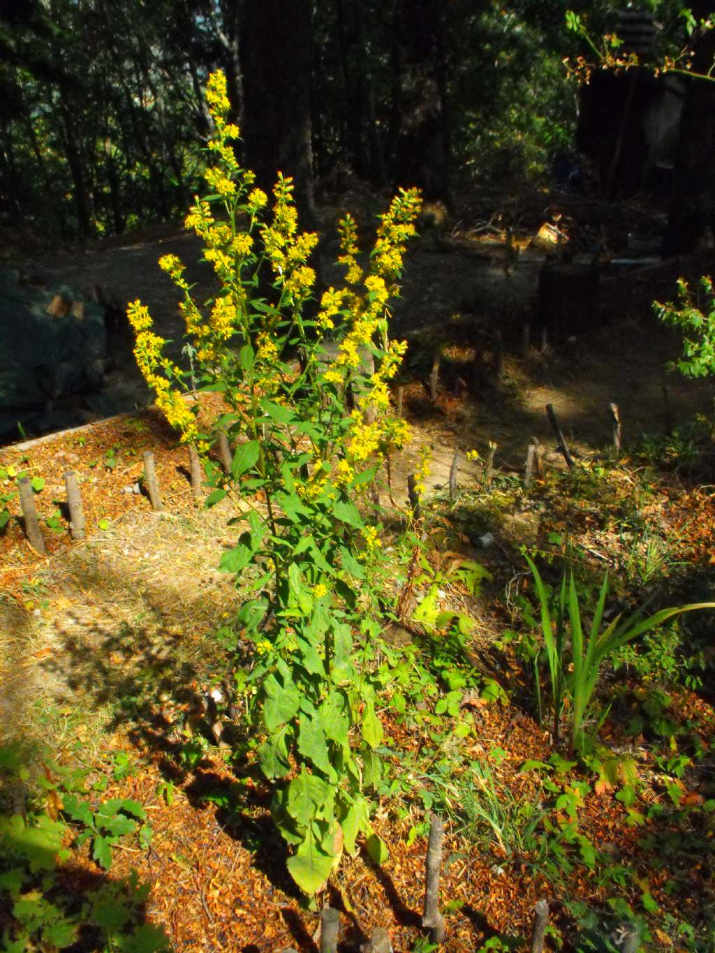 Pianta molto prolifica - Solidago virgaurea