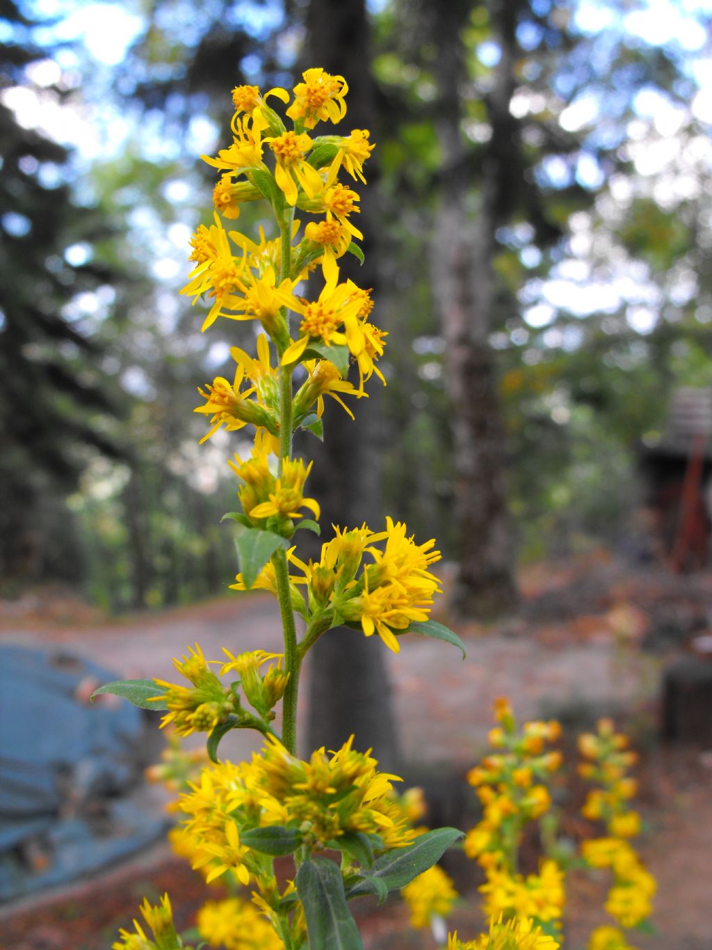 Pianta molto prolifica - Solidago virgaurea