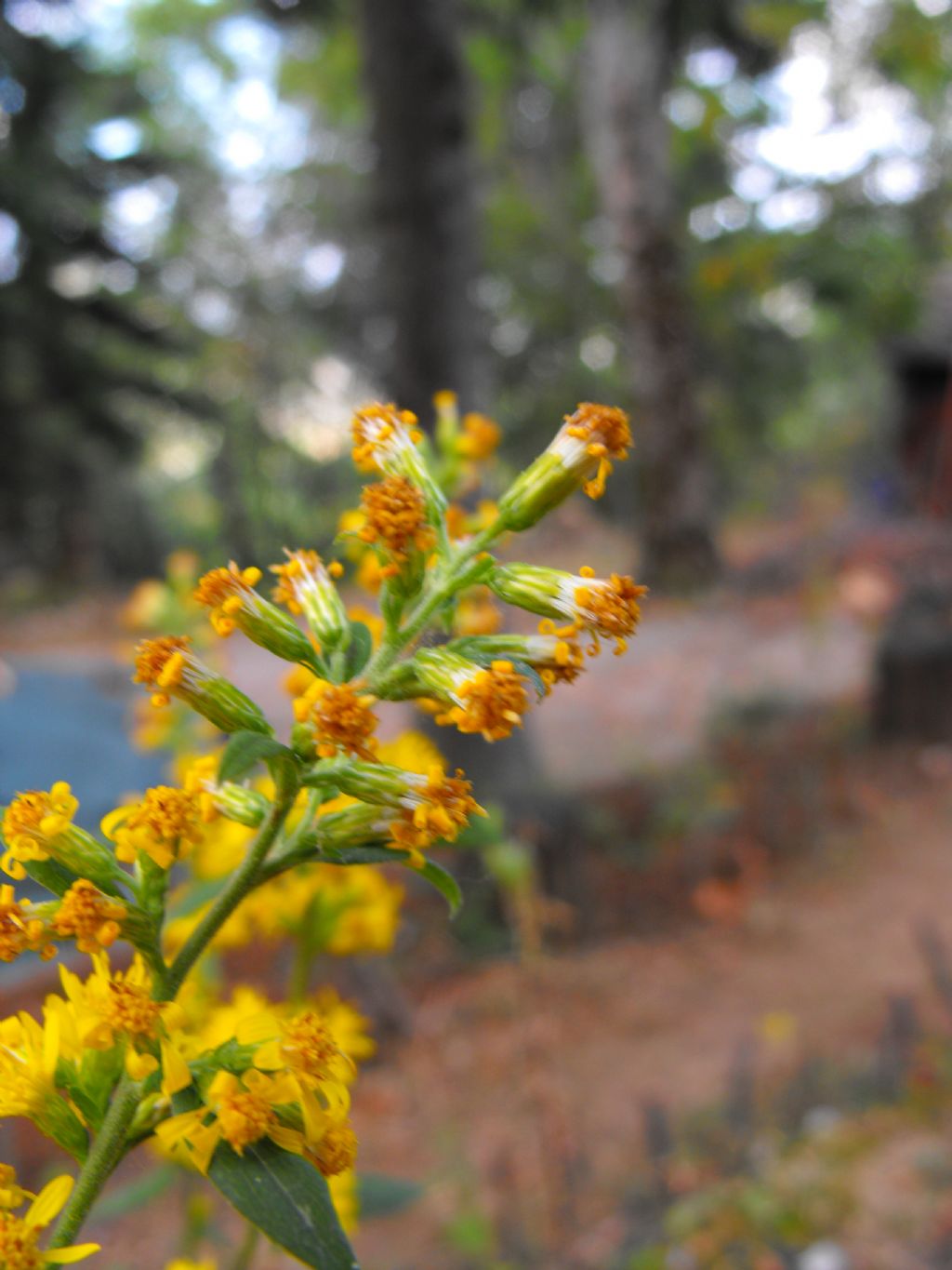 Pianta molto prolifica - Solidago virgaurea