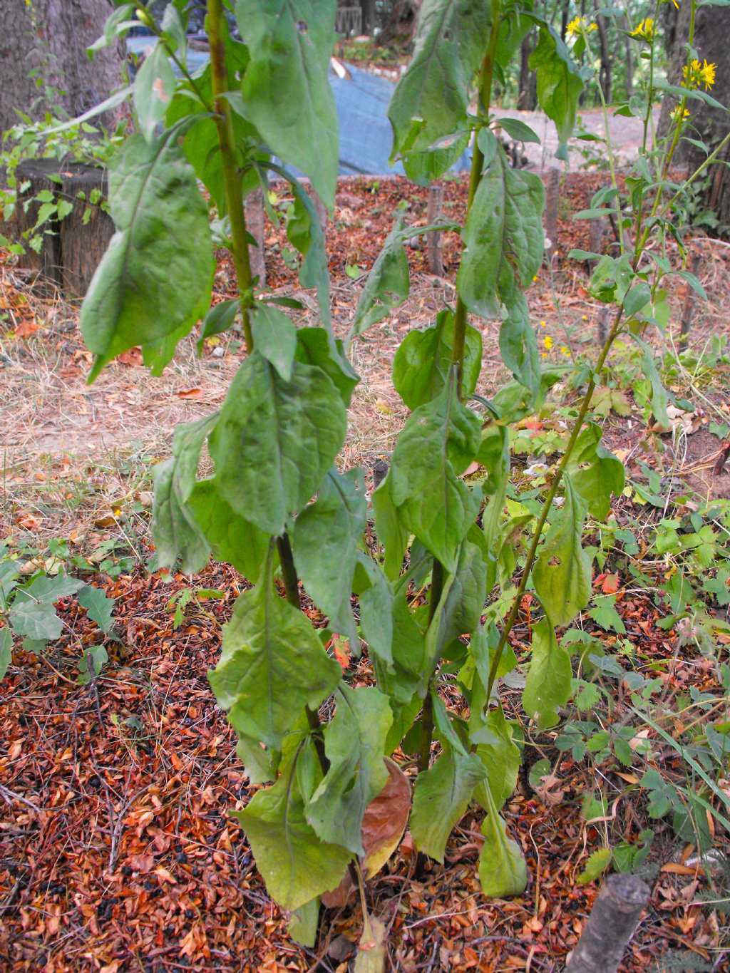 Pianta molto prolifica - Solidago virgaurea