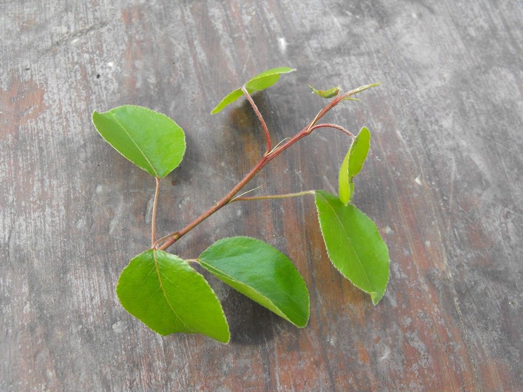 Albero da identificare - Pyrus sp