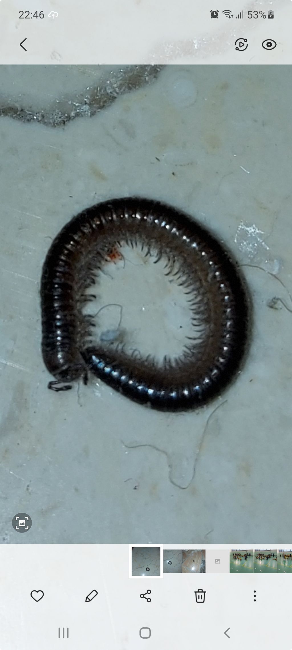 Myriapoda: Julidae sp.