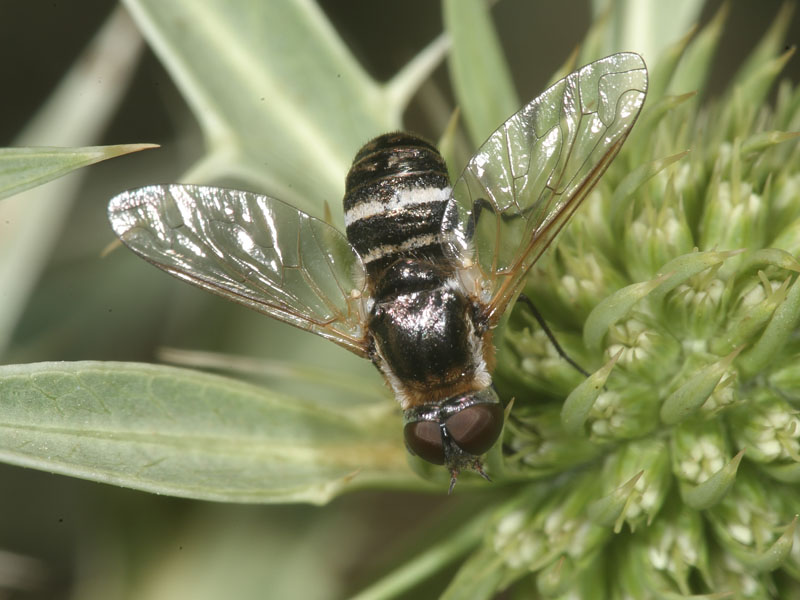Diptera, Bombyliidae,  genere Villa?