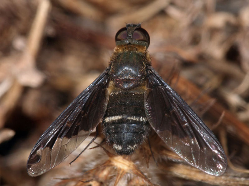 Bombyliidae:  Hemipenthes velutina