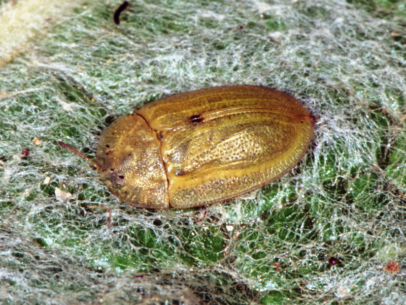 Cassida deflorata  (Chrysomelidae)