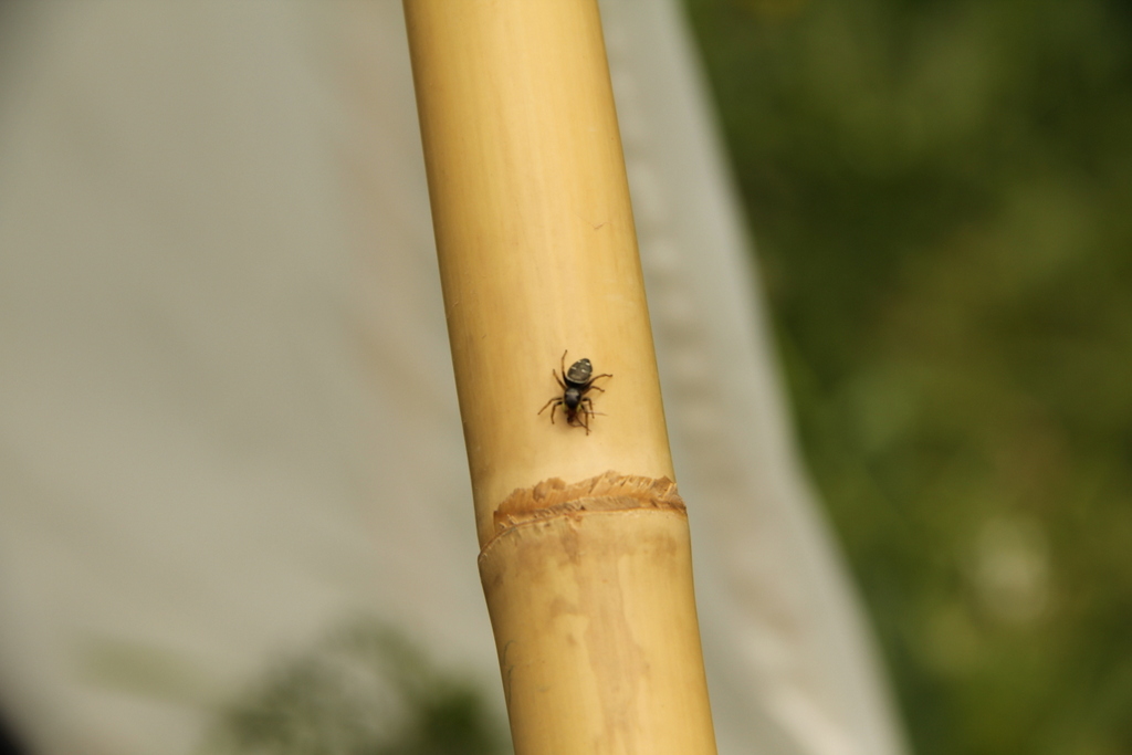 Heliophanus sp. - Vernante in Valle Gesso (CN)