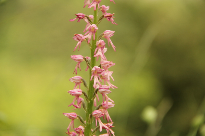Aceras anthropophorum x Orchis militaris
