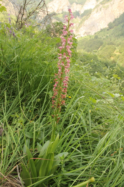 Aceras anthropophorum x Orchis militaris