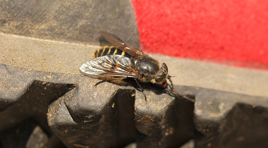 Hybomitra?