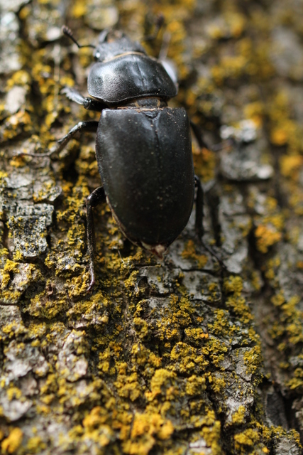 Femmina di Lucanus cervus