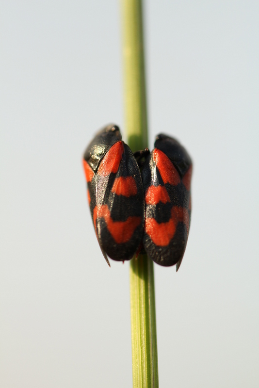 Cercopis sp.?