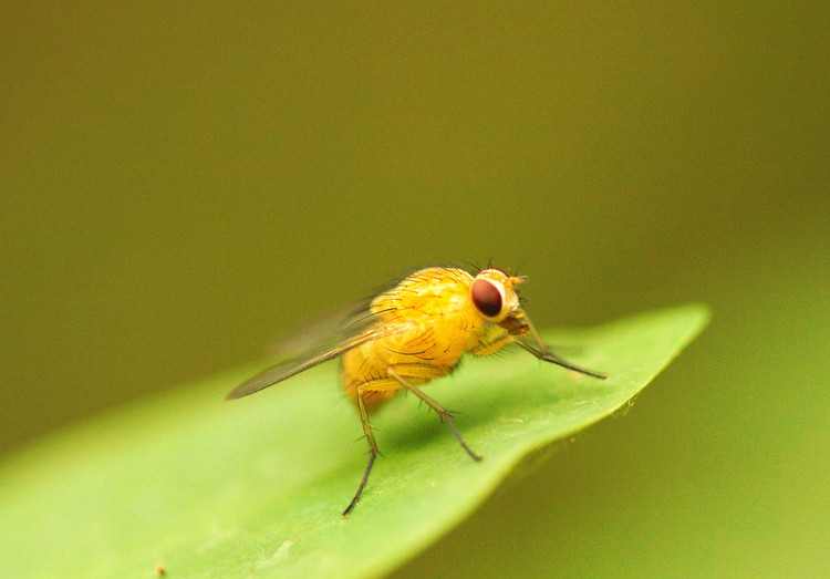 Femmina di Phaonia pallida