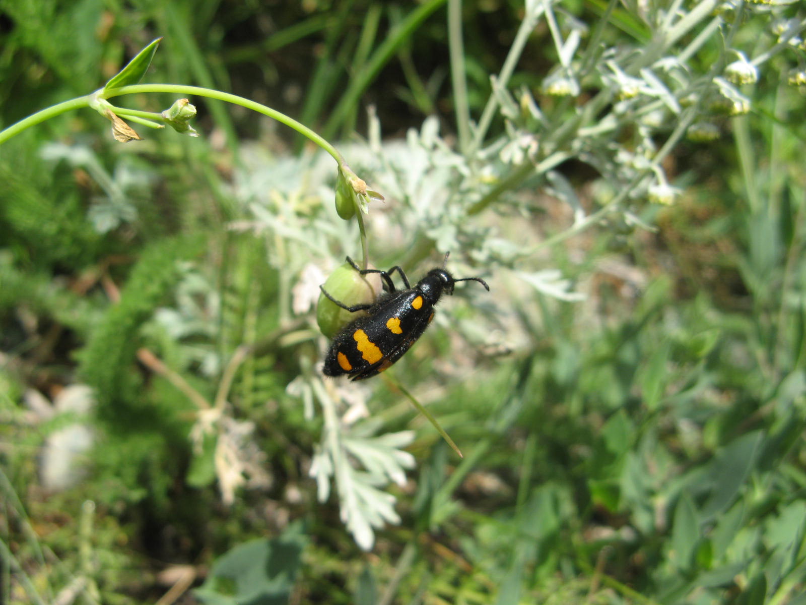 Hycleus polymorphus (Meloidae)