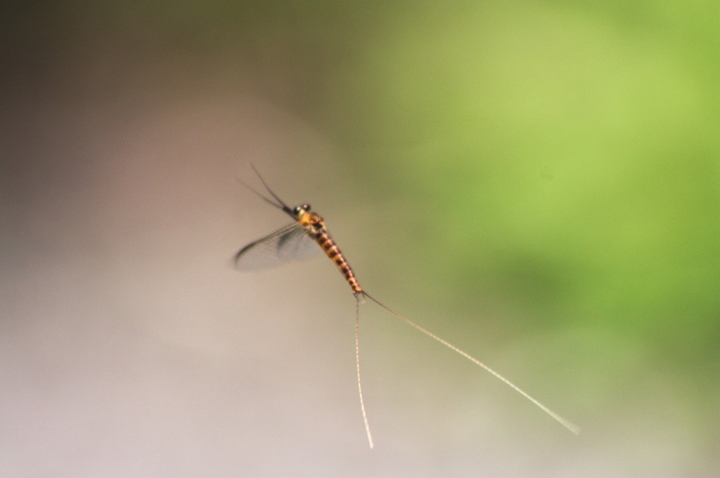 Ecdyonurus sp. in prov. di Belluno