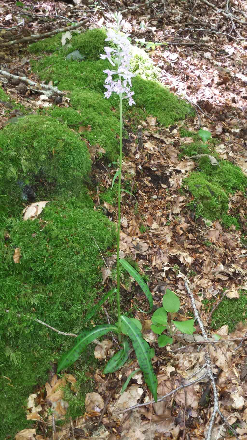 Orchidea amiatina : Dactylorhiza maculata ssp. fucsii