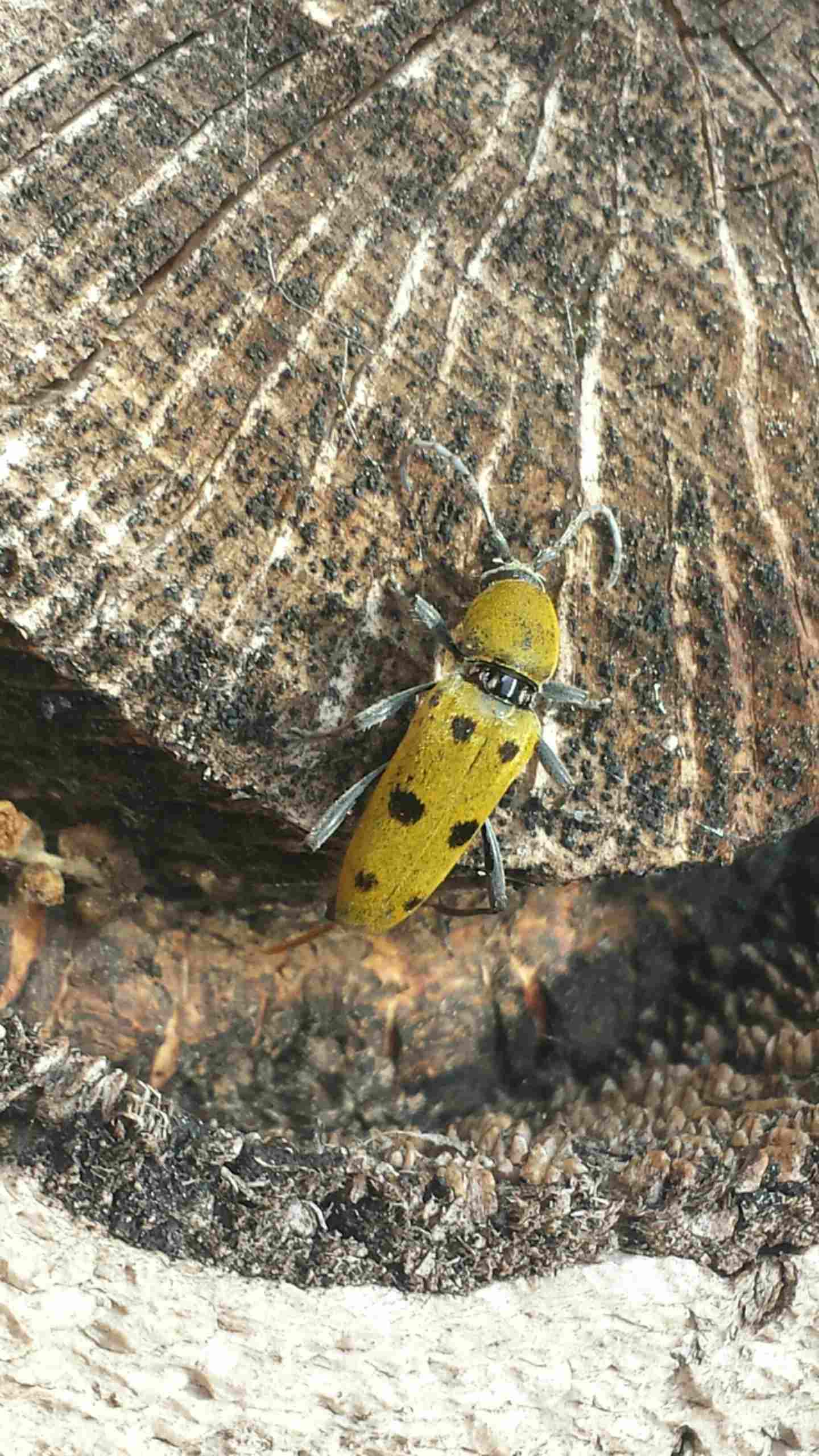 Chlorophorus glabromaculatus