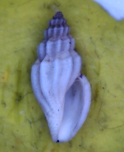 Mangelia 4