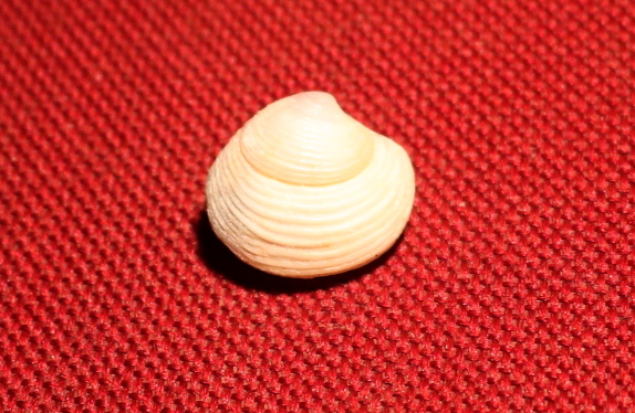 Bivalve da id.