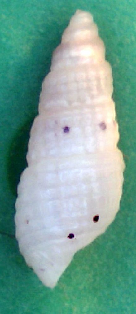 Euparthenia